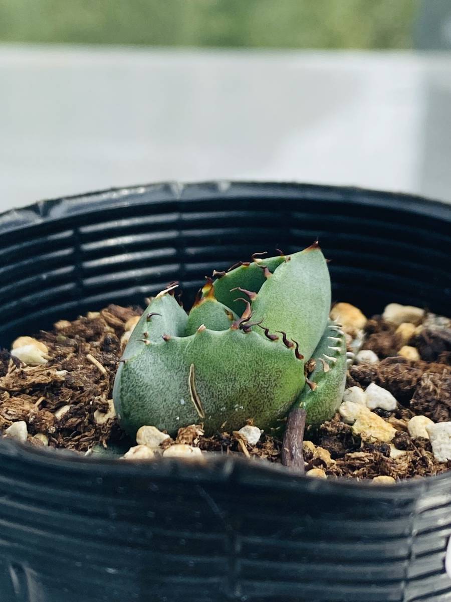 種子] アガベ チタノタブルー Agave titanota Blue Lot.2026MAY｜多肉