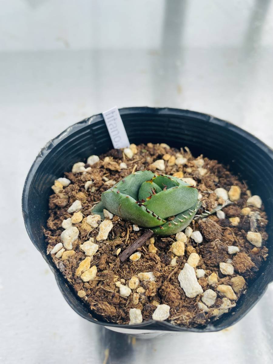 種子] アガベ チタノタブルー Agave titanota Blue Lot.2026MAY｜多肉