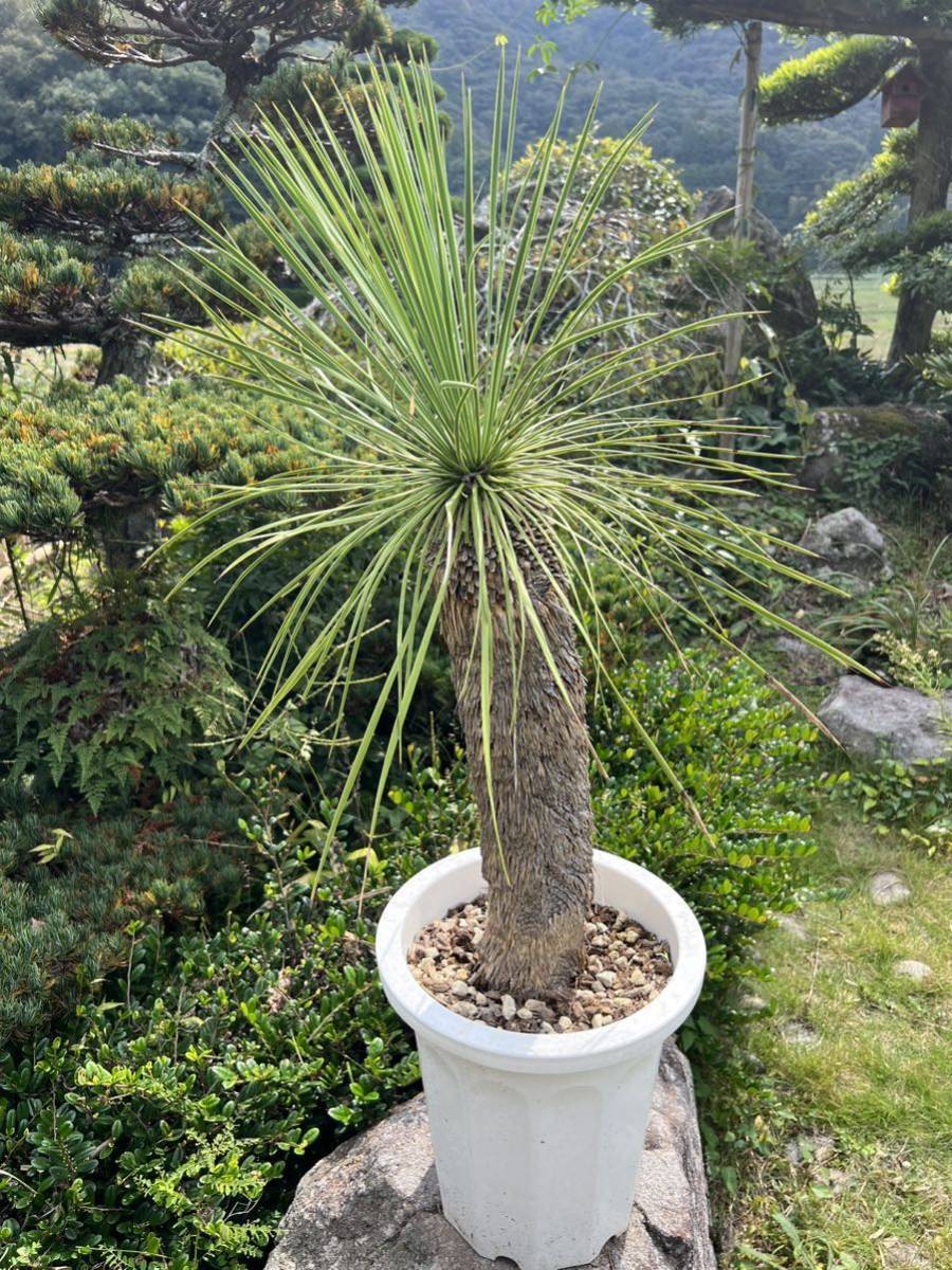 希少 ユッカ リネアフォリア 8ヘッド 太株 発根 新葉 レア ユッカ リネアリフォリア Yucca linearifolia