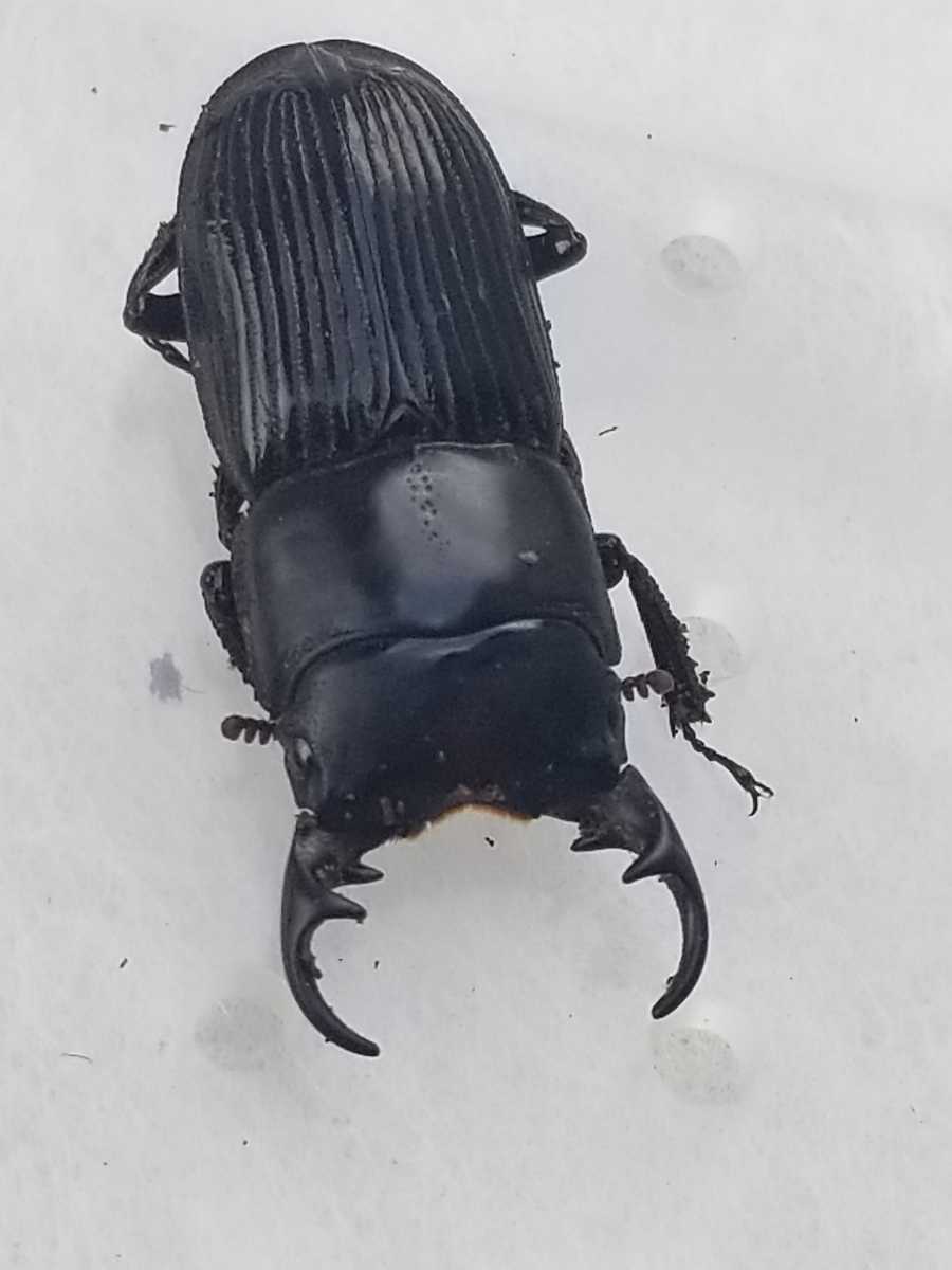 ナカノシマネブト クワガタ 成虫 2ペア　6/19で受付終了します ナカノシマネブト クワガタ 成虫 2ペア 6/19で受付終了します