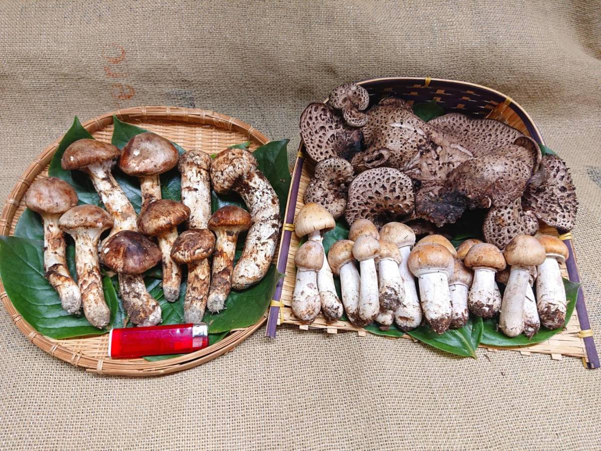 ◇南信州産 松茸・コウタケ・ショウゲンジ豪華3種盛り①◇10月16日