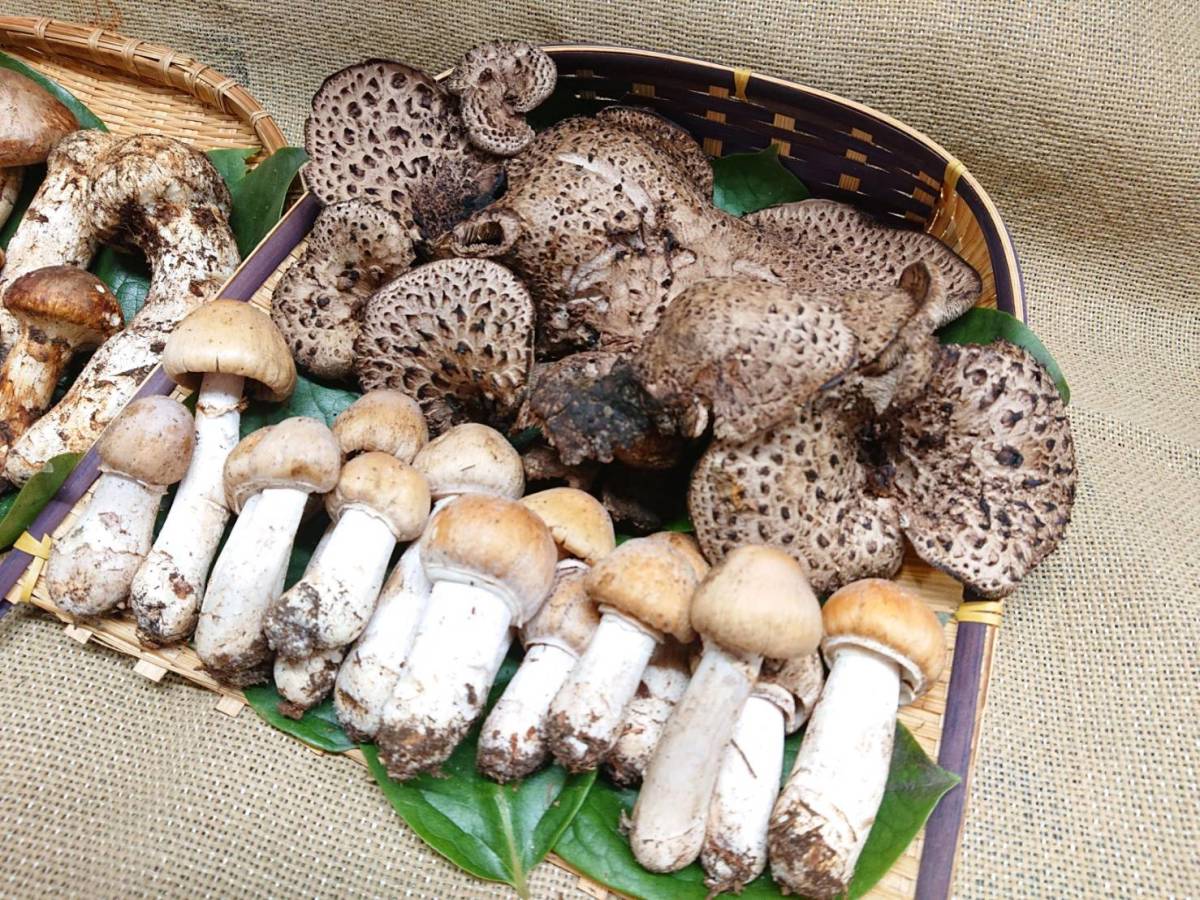 ◇南信州産 松茸・コウタケ・ショウゲンジ豪華3種盛り①◇10月16日