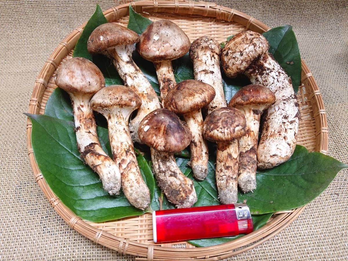 ◇南信州産 松茸・コウタケ・ショウゲンジ豪華3種盛り①◇10月16日