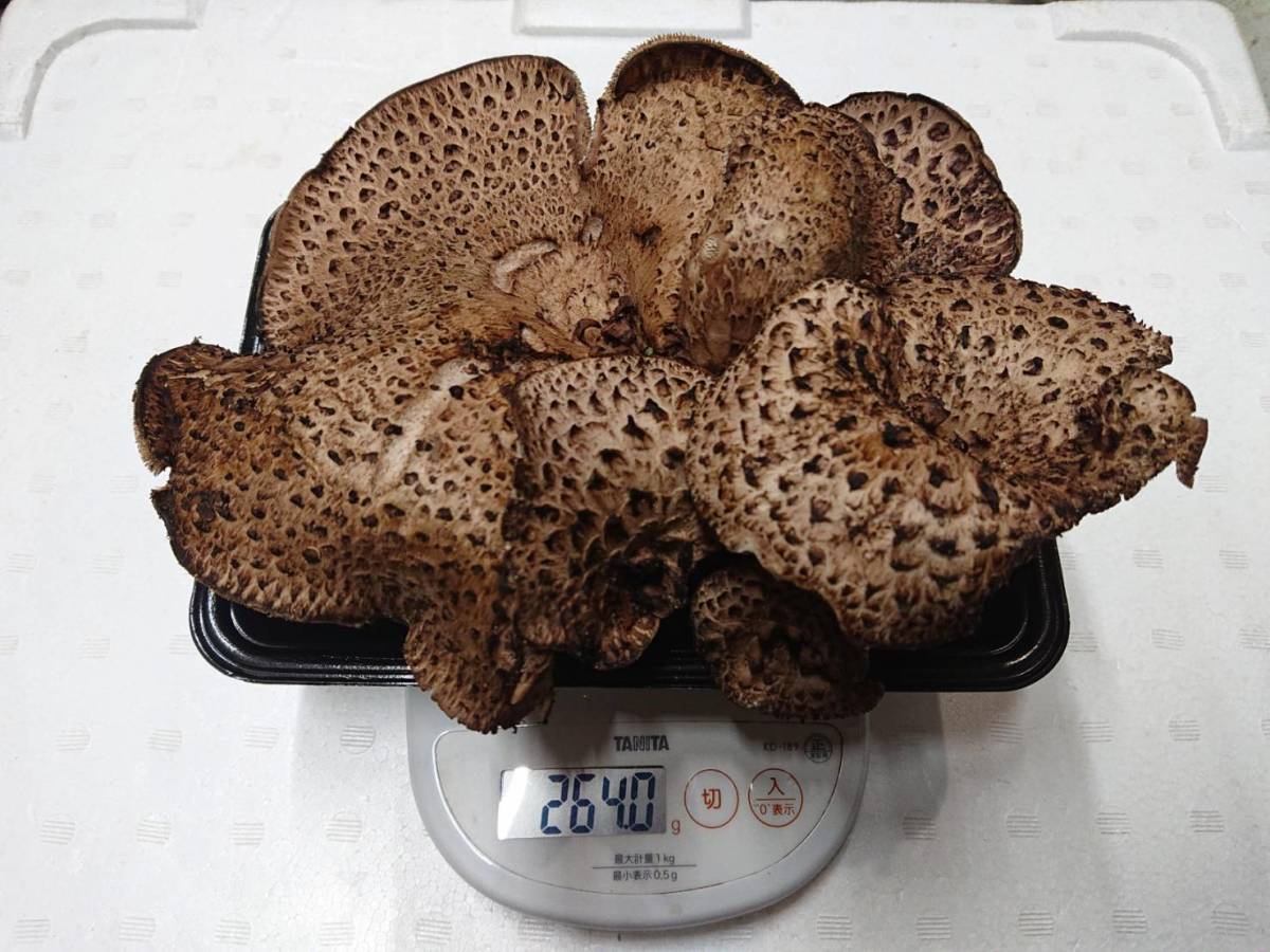 ◇南信州産 松茸・コウタケ・ショウゲンジ豪華3種盛り①◇10月16日