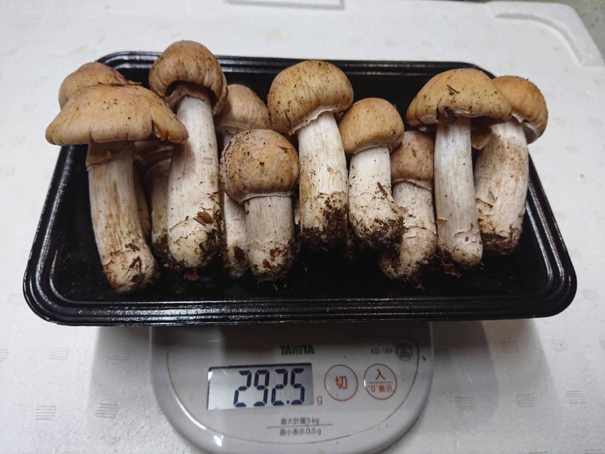 ◇南信州産 松茸・コウタケ・ショウゲンジ豪華3種盛り①◇10月16日