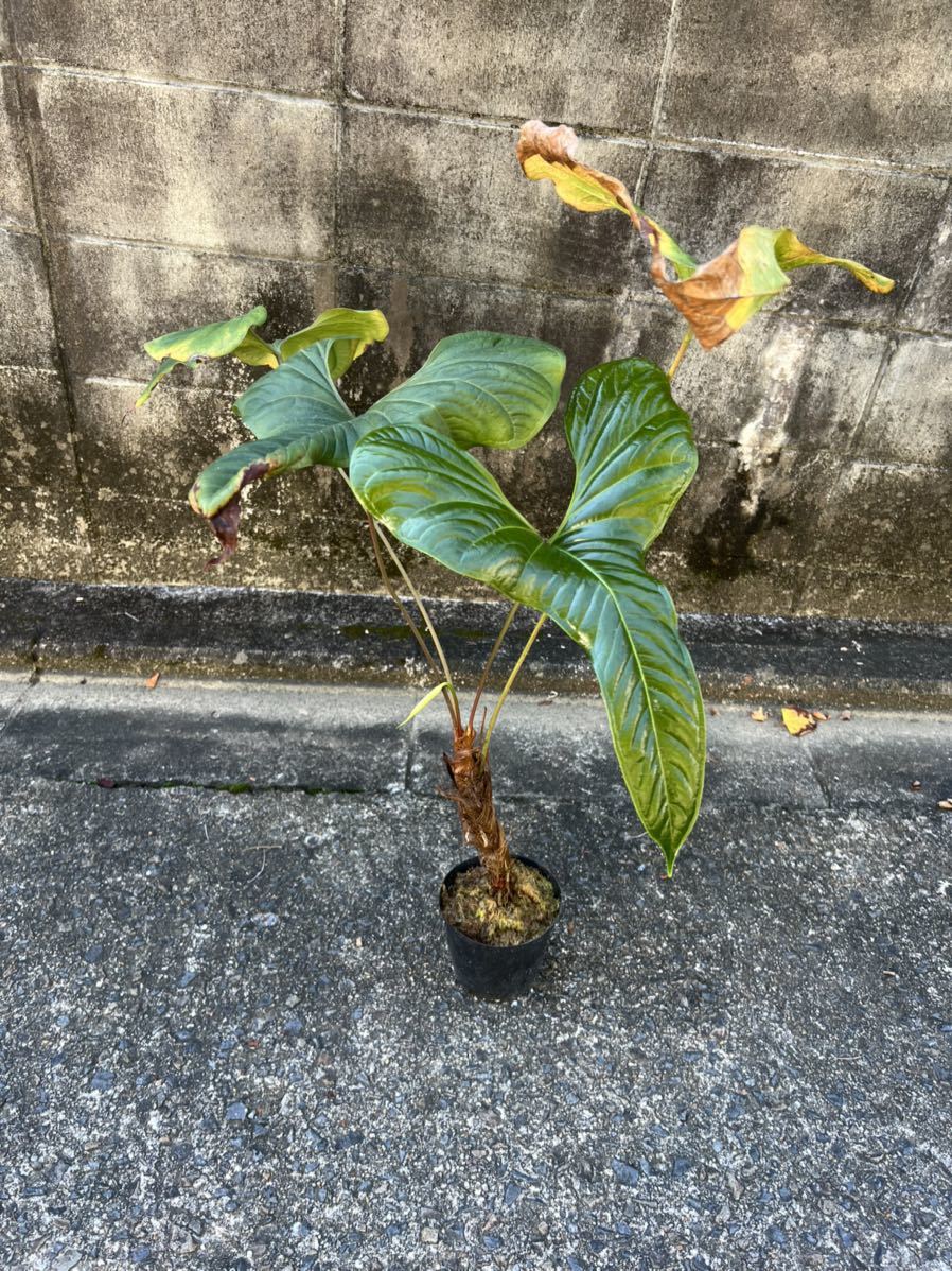 vandakaanthurium effusilobum     ()Yahoo!(!)  -  aucfan.com