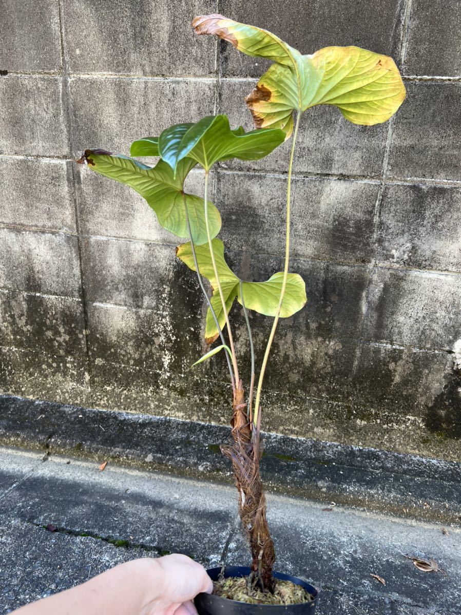 vandakaanthurium effusilobum     ()Yahoo!(!)  -  aucfan.com