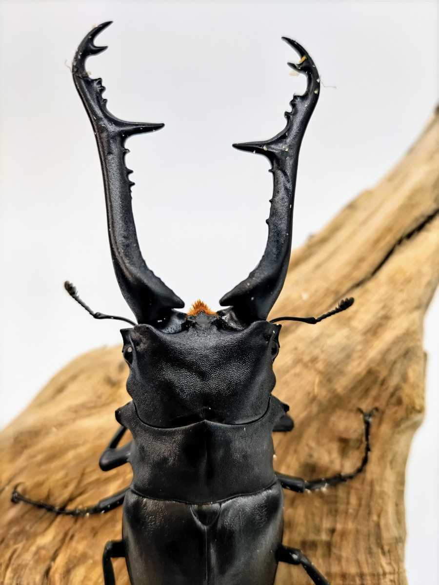 100mmペアギラファノコギリクワガタ 成虫ペア ケイスケギラファ 