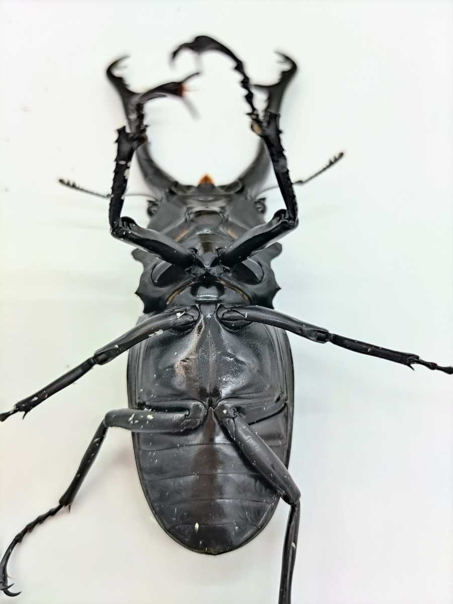 100mmペアギラファノコギリクワガタ 成虫ペア ケイスケギラファ 