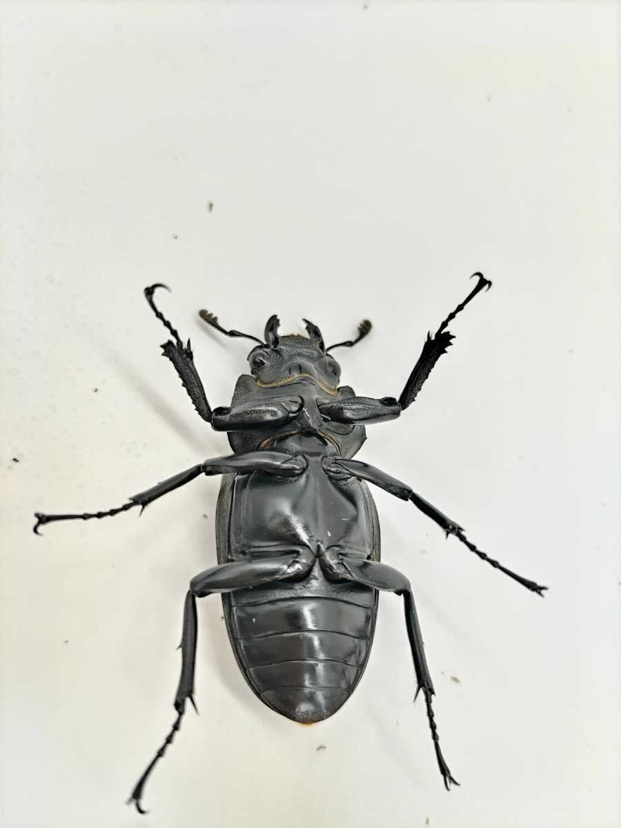 100mmペアギラファノコギリクワガタ 成虫ペア ケイスケギラファ 