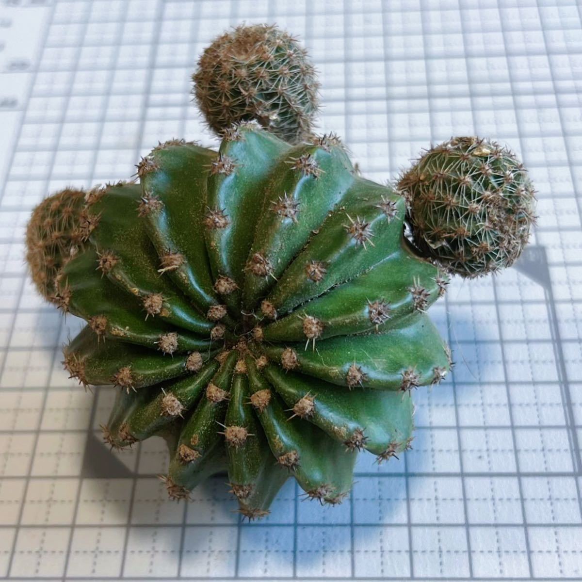 サボテン短毛丸　群生　子株付き　 鉢ごと発送 多肉植物 花サボテン 短毛丸7号（子吹き) 【公式通販】