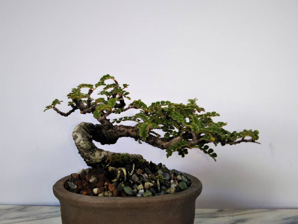 イソザンショウ 磯山椒 小品盆栽