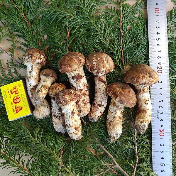 １松茸 8本 250ｇ 長野県南信州飯田産まつたけ国産(マツタケ)｜売買されたオークション情報、yahooの商品情報をアーカイブ公開 - オークファン マツタケ
