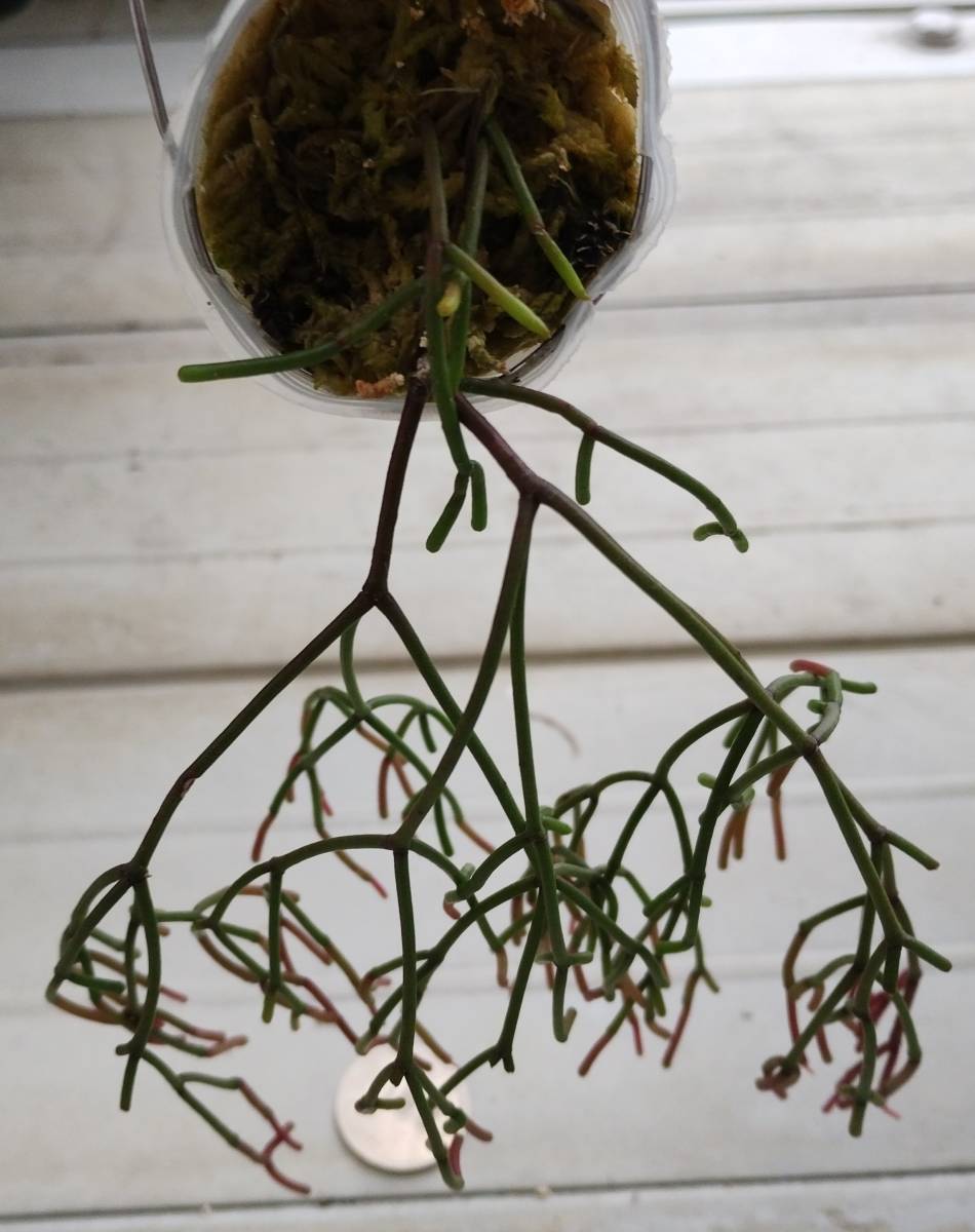 Rhipsalis clavata 'delicatula' 原種 多肉植物 サボテン リプサリス