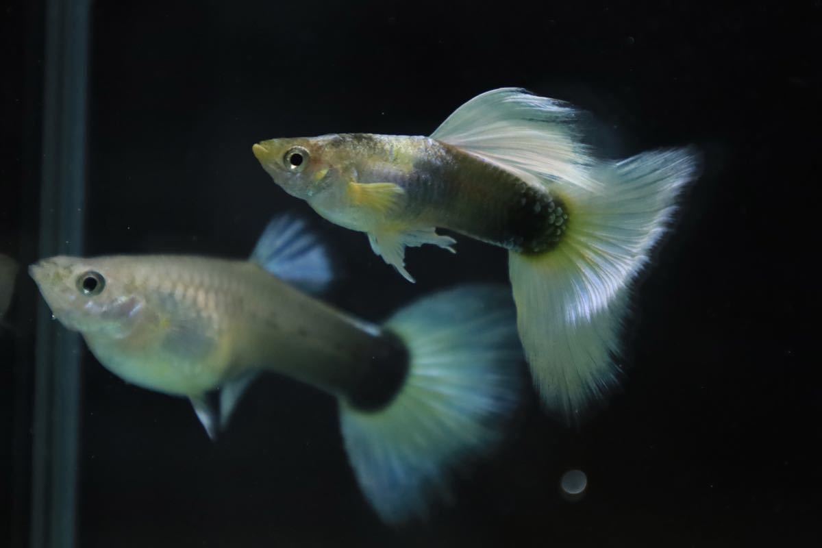 〈352〉 ドイツイエロータキシード　ホワイトウィング　稚魚80匹　9/30生まれ