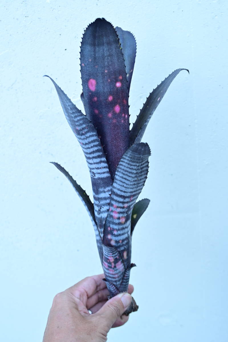 Billbergia 'Darth Vader'① @bikamori.com ビルベルギア ダース