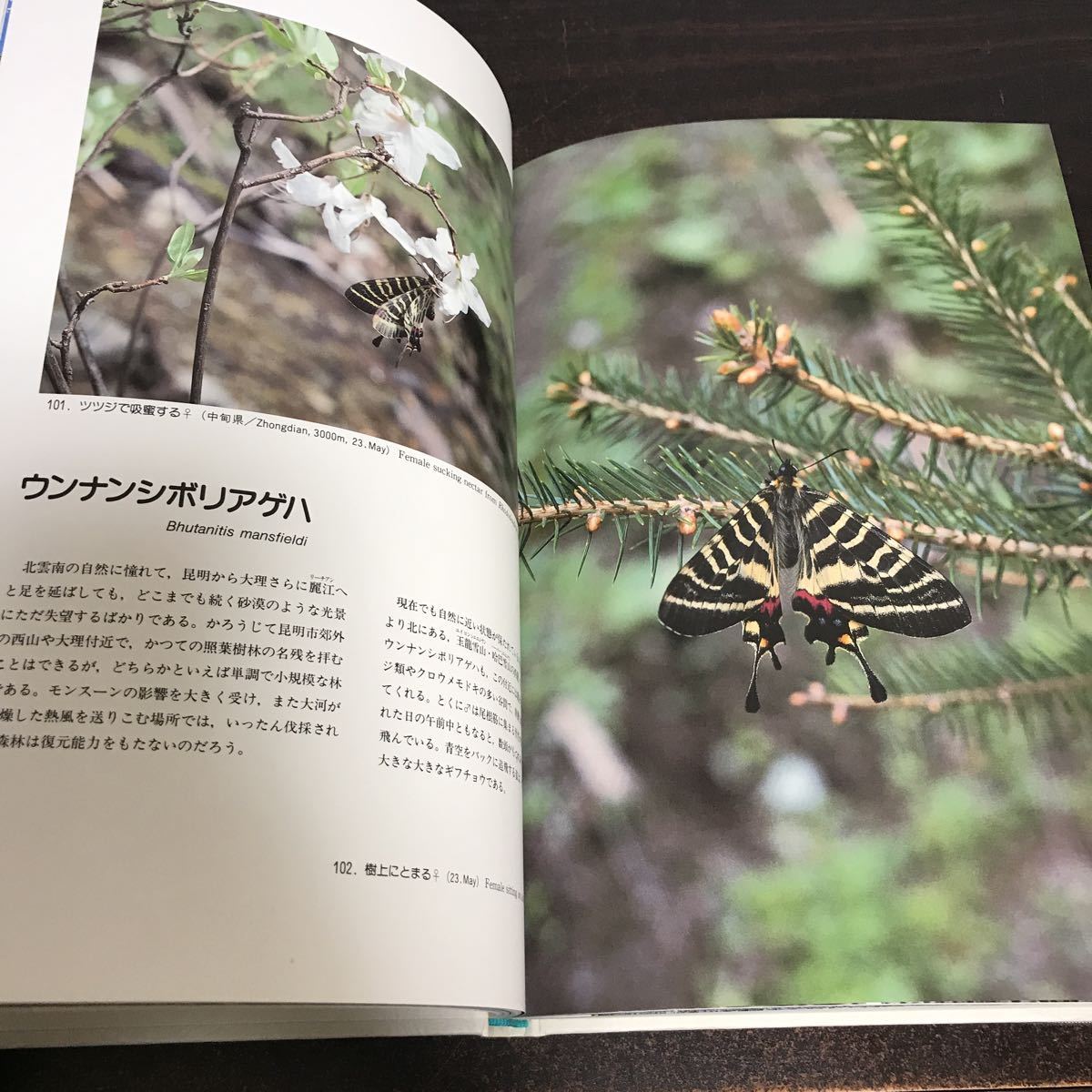 □ ◇幻の蝶を求めて 中国大陸を行く 野瀬幸信編 定価