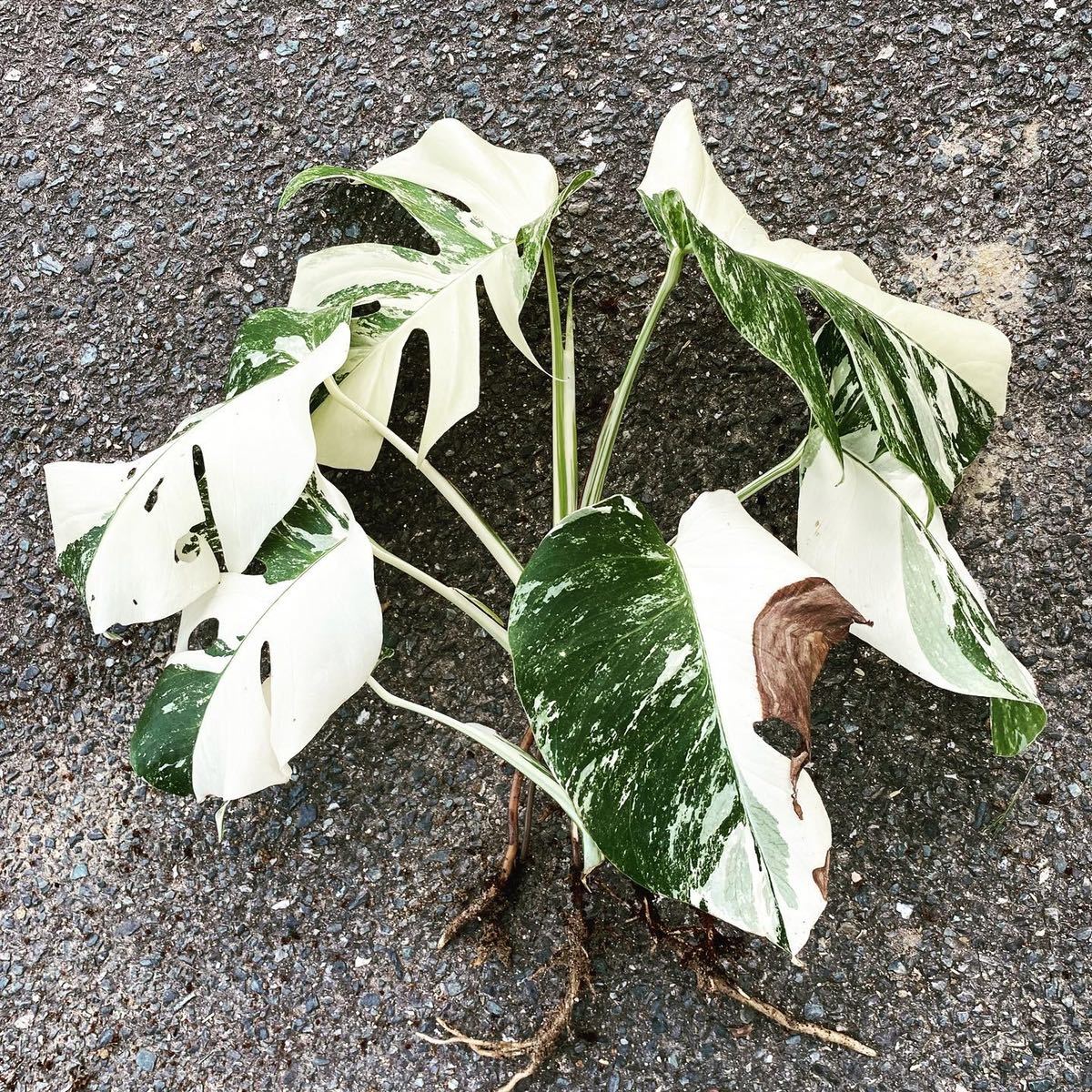観葉植物 超最高級 超希少 極斑入り モンステラ ボルシギアナ ホワイト