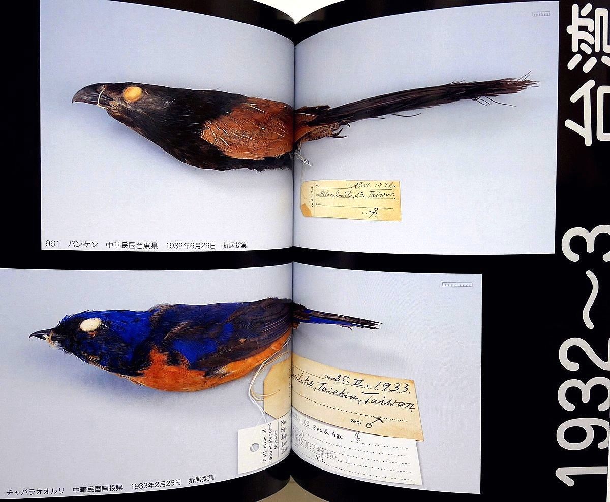 野鳥/メグロ/他/絶滅鳥類標本/剥製標本/絶滅種/絶滅危惧種/明治~昭和に 