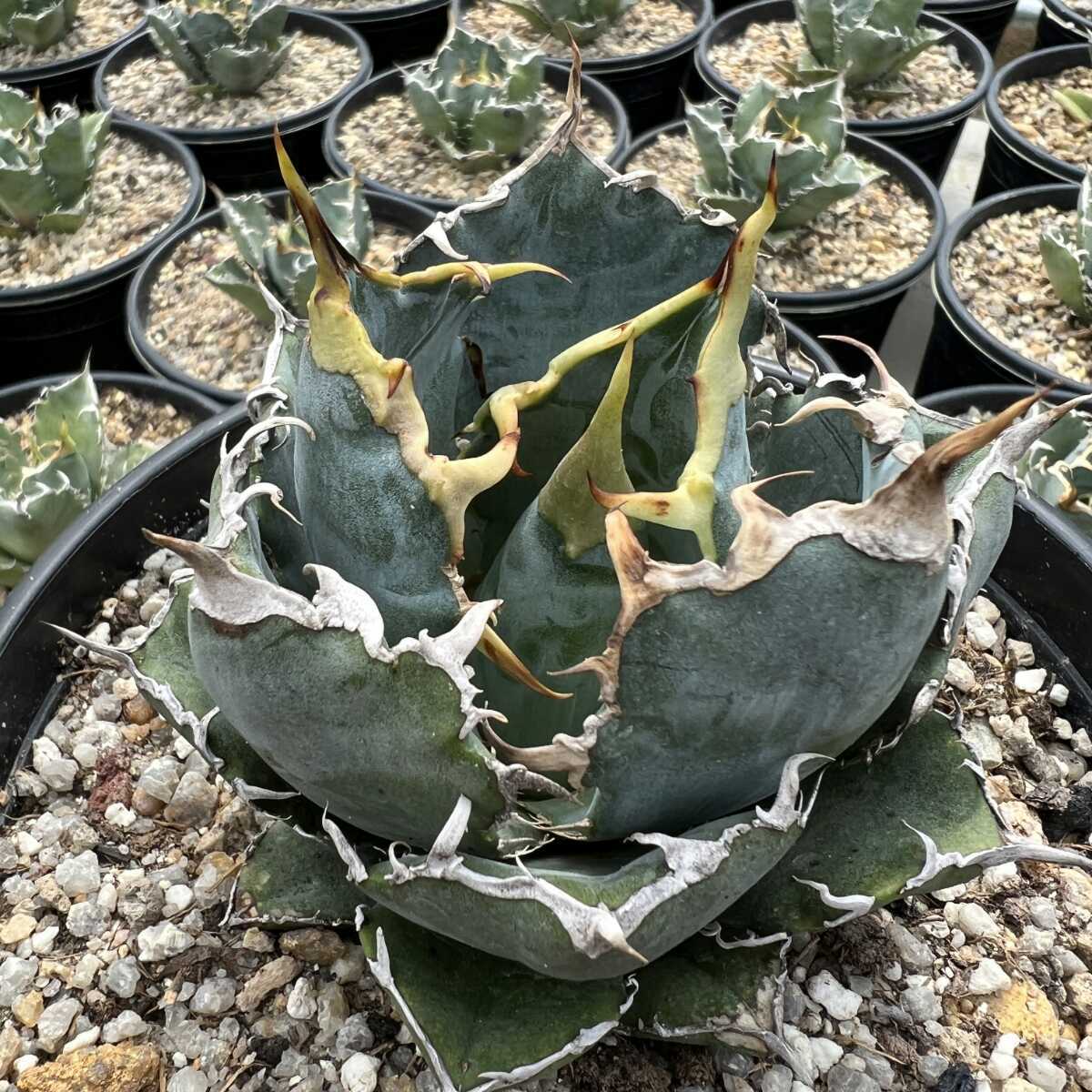 33 多肉植物 アガベ チタノタ 白鯨 陽炎 極上子株 【公式通販】