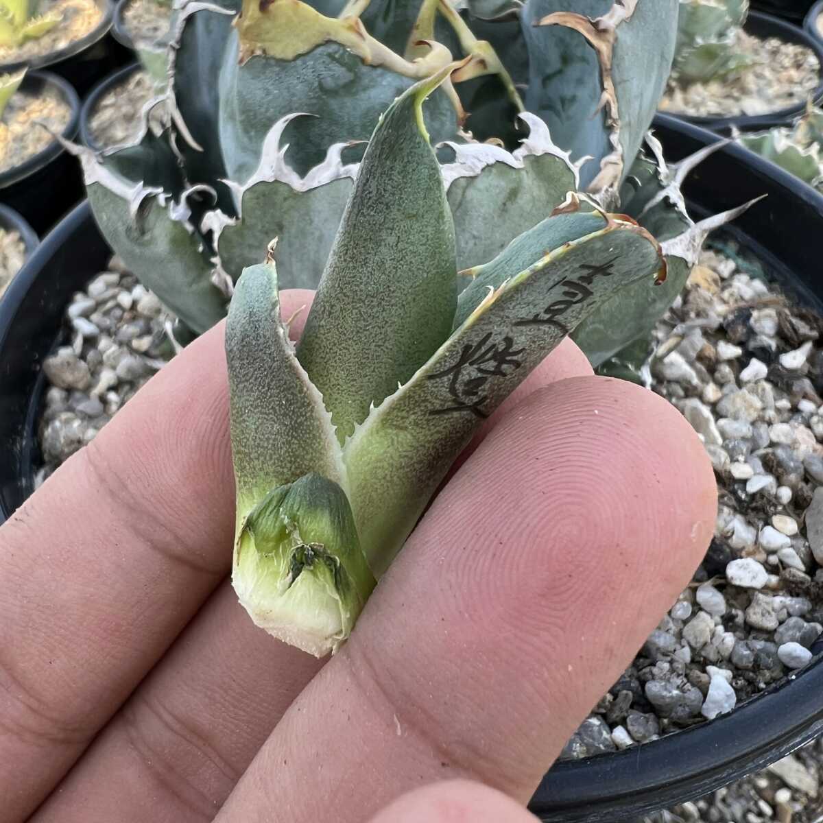 33 多肉植物 アガベ チタノタ 白鯨 陽炎 極上子株 【公式通販】