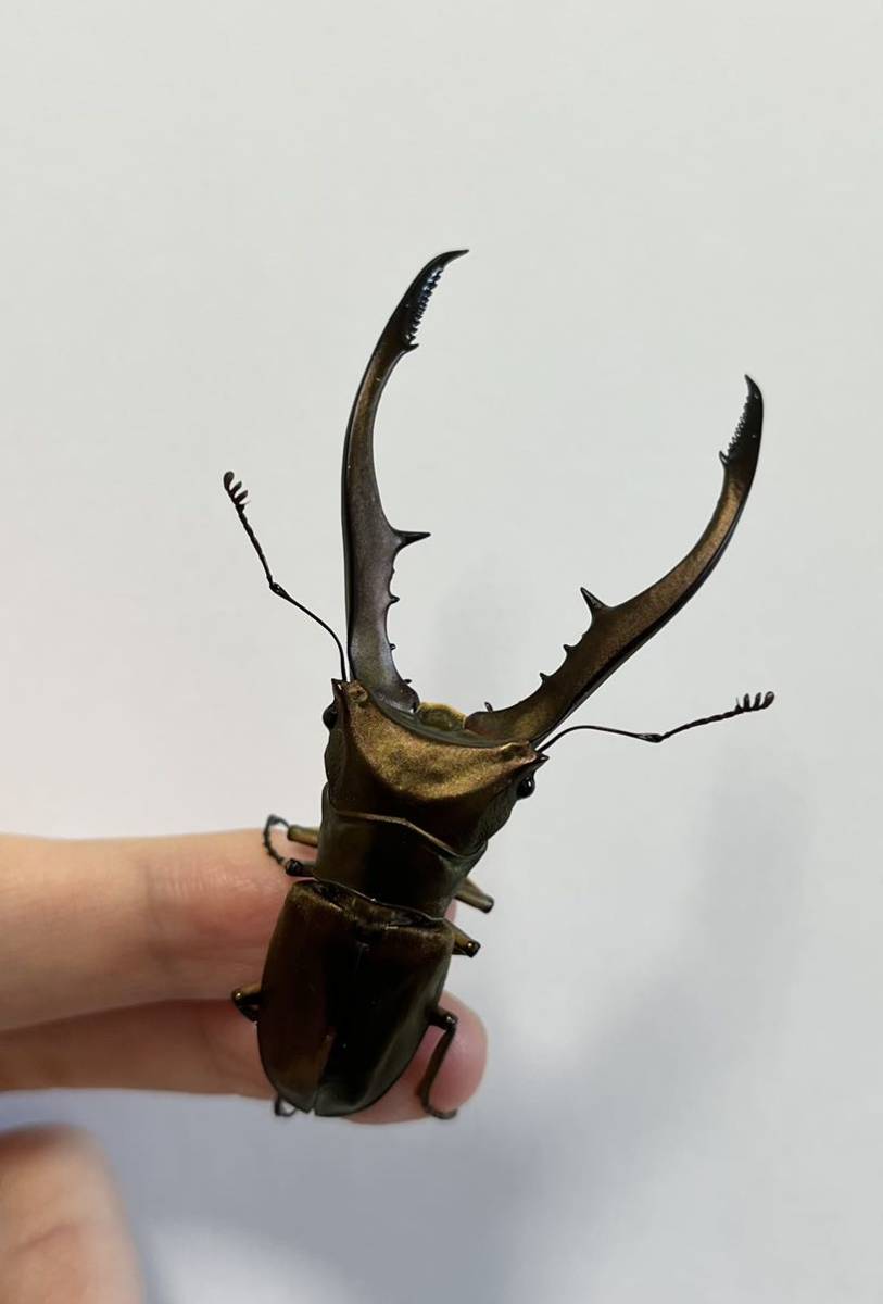 【即ブリペア】メタリフェルホソアカクワガタ 亜種アエノミカンス（ハルマヘラ島産）（メタリフェル、ホソアカ）
