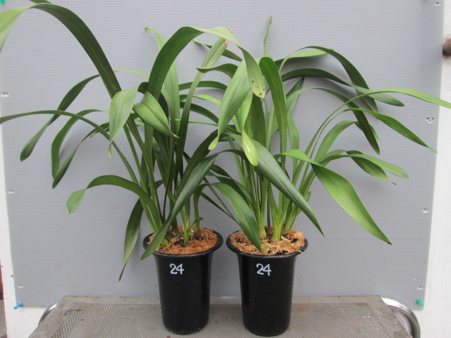 富貴蘭錦鉢 長生蘭・石斛花物用、牡丹 未使用 | EMSICS.COM