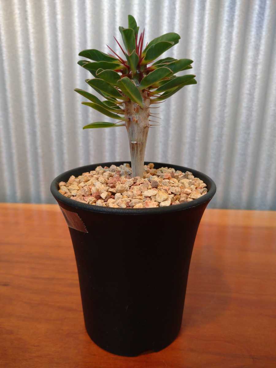 ギラウミニアナ 実生 ユーフォルビア ユーホルビア 多肉植物 塊根植物
