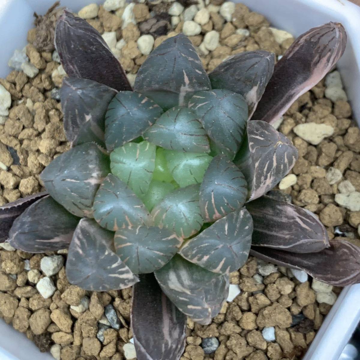 ハオルチア ブラックオブツーサ錦 OB-1 極上斑 ハオルチア 極上斑 多肉