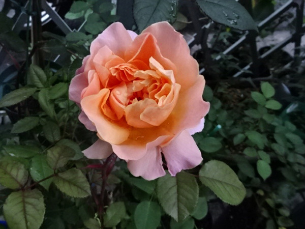 切花品種 バラ苗 DA