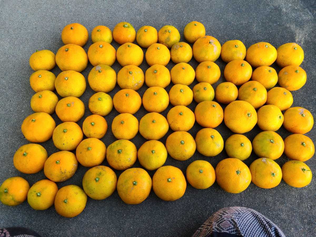 ●送料込み●みかん（無農薬）　家庭用　66個　大小バラアリ。傷や汚れアリ。甘酸っぱいです。_1