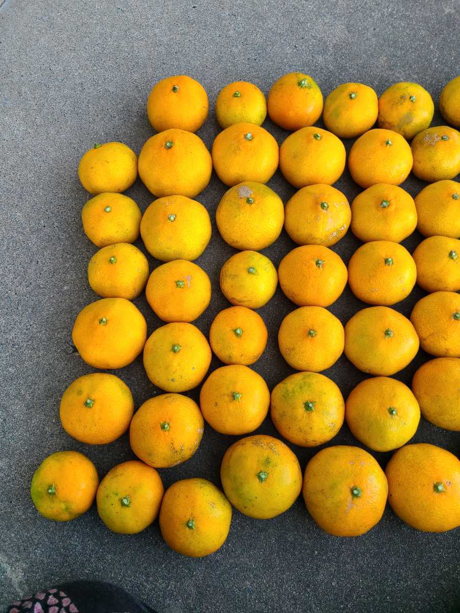 ●送料込み●みかん（無農薬）　家庭用　66個　大小バラアリ。傷や汚れアリ。甘酸っぱいです。_2