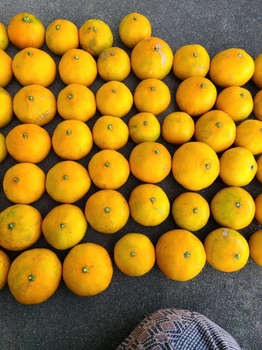 ●送料込み●みかん（無農薬）　家庭用　66個　大小バラアリ。傷や汚れアリ。甘酸っぱいです。_3