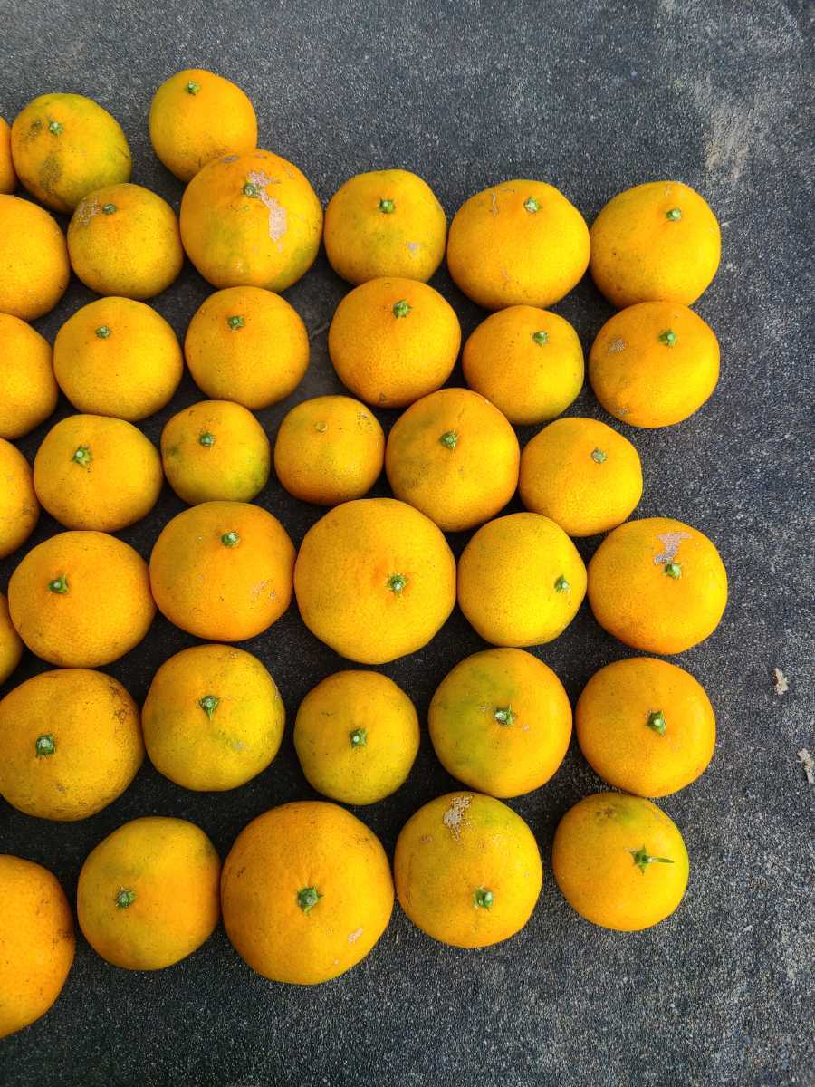 ●送料込み●みかん（無農薬）　家庭用　66個　大小バラアリ。傷や汚れアリ。甘酸っぱいです。_4
