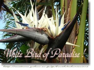 極楽鳥花ストレリチアの値段と価格推移は 14件の売買情報を集計した極楽鳥花ストレリチアの価格や価値の推移データを公開