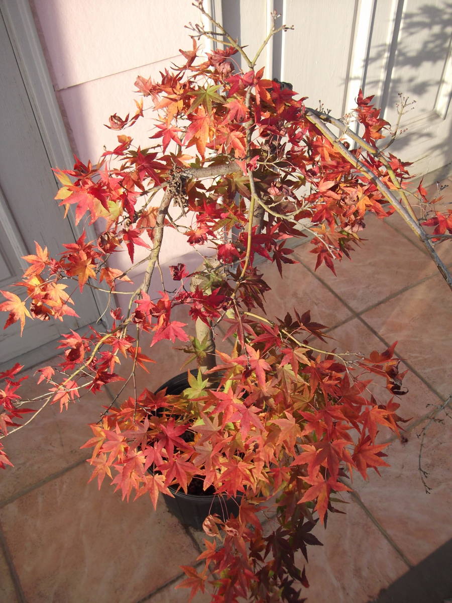 もみじ 流泉 紅葉 美しいです 【公式通販】