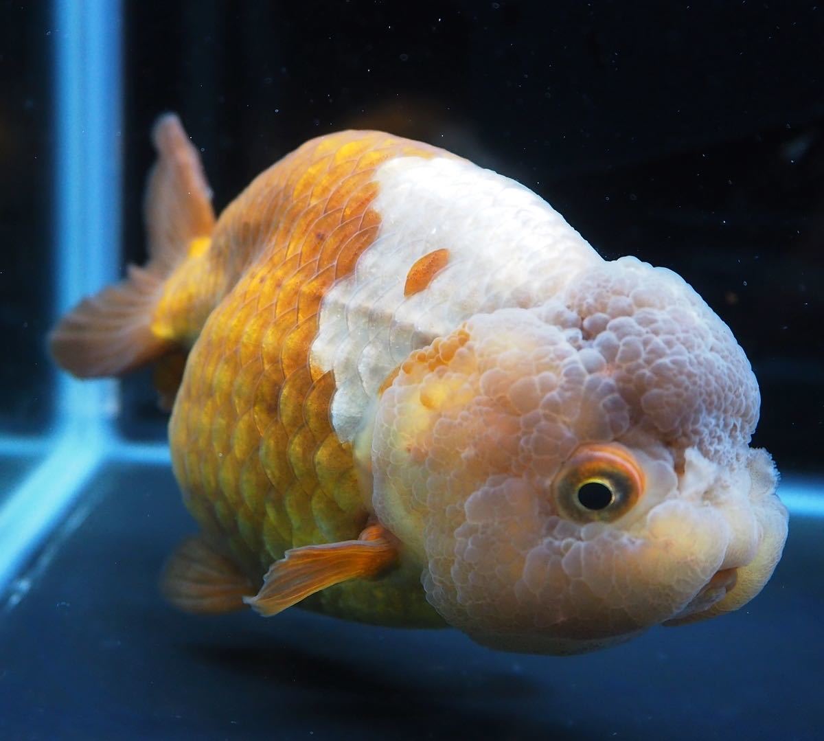 ハンドメイド 瑪瑙製金魚 置物　専用箱付き　中国 瑪瑙らんちゅう | 瑪瑙 Deedbox 電撃大量入荷！瑪瑙らんちゅう編 中国