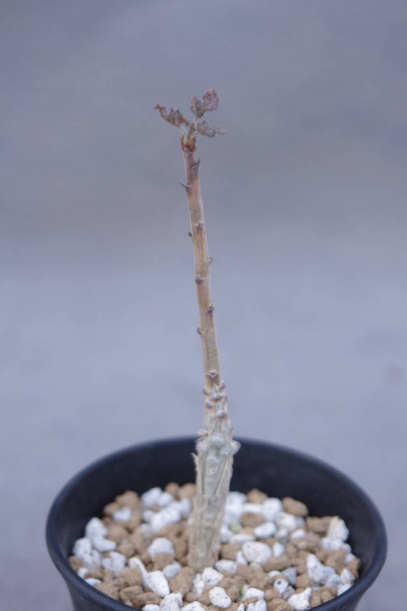 ボスウェリア　アメーロ ボスウェリア アメーロ Boswellia ameero - ボスウェリア(Boswellia