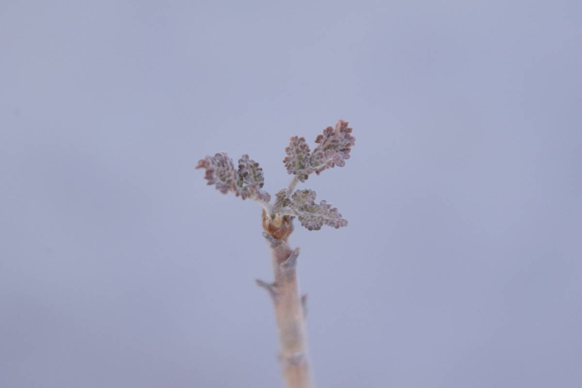 ボスウェリア アメーロ Boswellia ameero - ボスウェリア(Boswellia