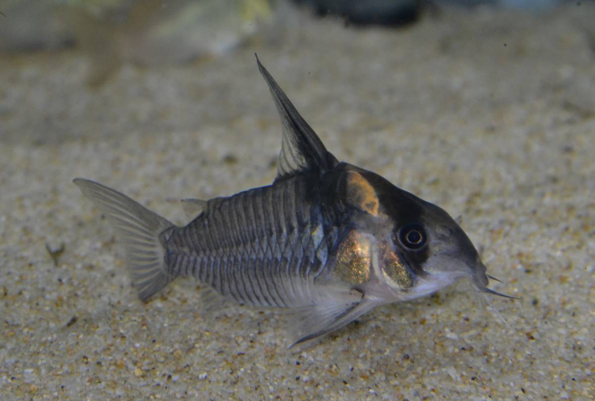 ★コリドラス sp. レセックス★