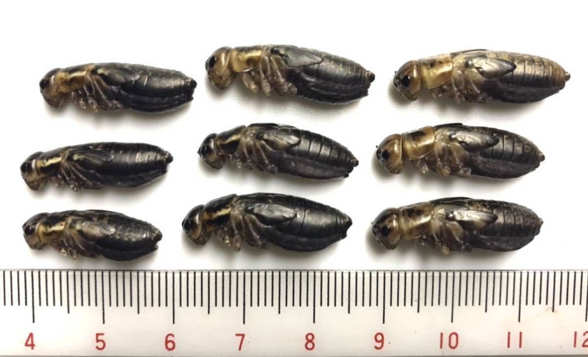 特価 訳アリ 冷凍コオロギ 約1キロ 袋入り 特価 訳アリ 冷凍コオロギ 約