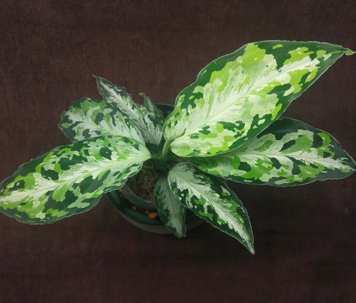 Aglaonema pictum”Laplace”UC from sibolga timur【AZ0213-5c