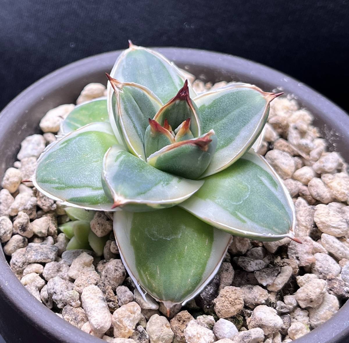 アガベ ピンキー 王妃笹の雪A型白覆輪 Agave カキ仔（2個）付き 