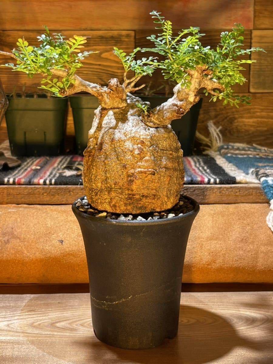 カ7128 「現地」アデニア オバタ 植え【発芽開始・未発根・塊根植物