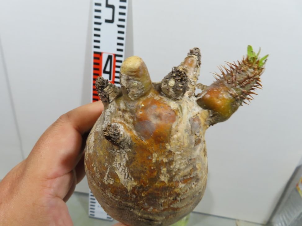 爆買い ヨ2190 現地株 パキポディウム グラキリス S 抜き苗 11/14最新到着 Pachypodium gracilius 根切り画像要確認(観葉植物)｜売買されたオークション情報、yahooの商品情報をアーカイブ公開 - オークファン その他