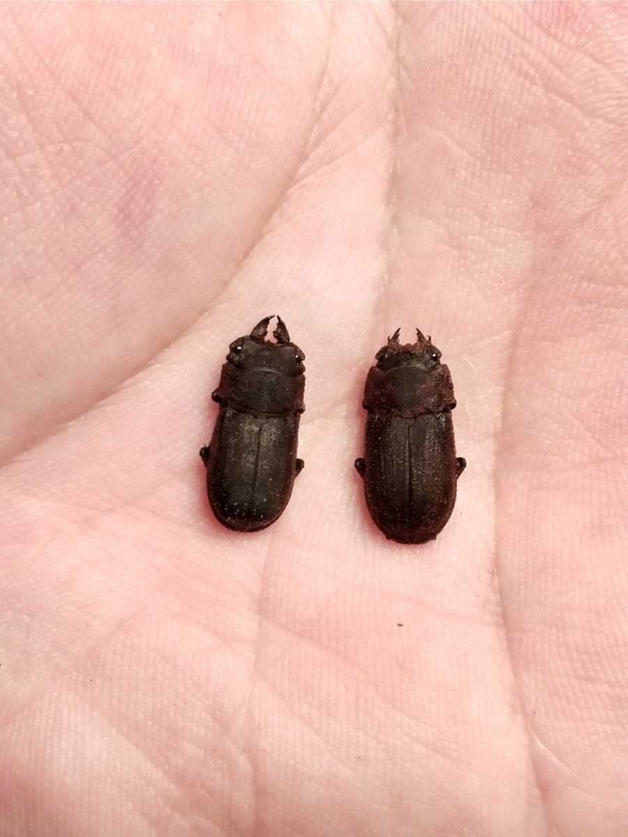 訳あり　グラキリスソリアシサビ　小型ペア