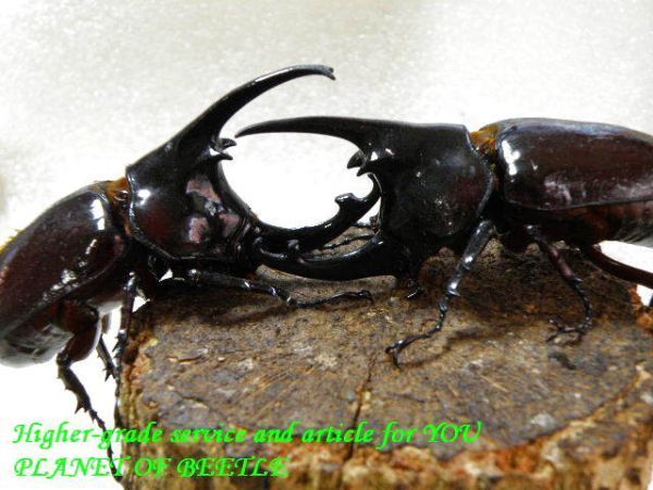 PLANET OF BEETLE11/3天然アウゴソマ ケンタウルス♂79㎜～完品ペア