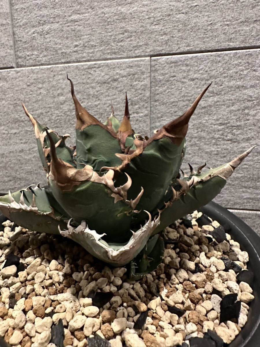 アトロビレンス シグマトフィラ アガベ 公式通販 特大株 大株 Agave