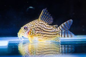 コリドラス ステルバイのヤフオク の相場 価格を見る ヤフオク のコリドラス ステルバイのオークション売買情報は12件が掲載されています