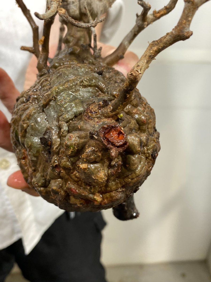 【現地発根株！発根済み！】【R8/5/20輸入分②】パキプス ※厳選6株 現地発根株！発根済み！】【R8/5/20輸入分②】パキプス ※厳選6株 現地